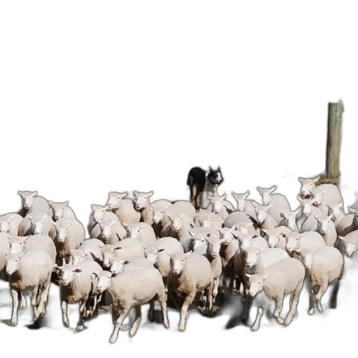 animal, weapon, herd, sheep transparent PNG cut-out