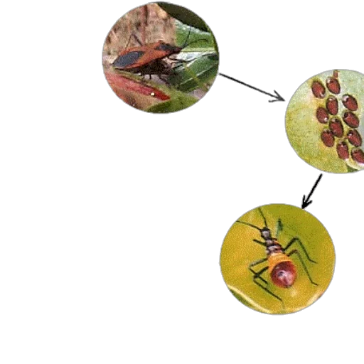 food, jewelry, 3d render, diagram transparent PNG cut-out