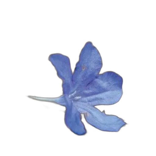flower, crown, jewelry, staff transparent PNG cut-out