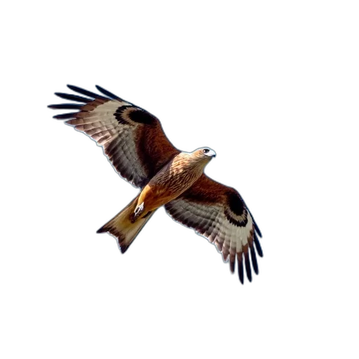 animal, staff, creature, jacket transparent PNG cut-out
