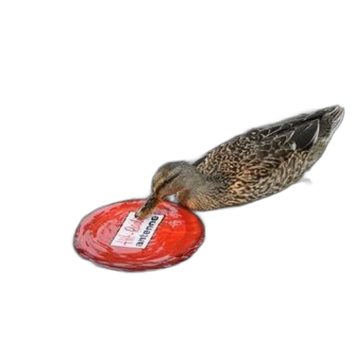 food, shoes, animal, jewelry transparent PNG cut-out