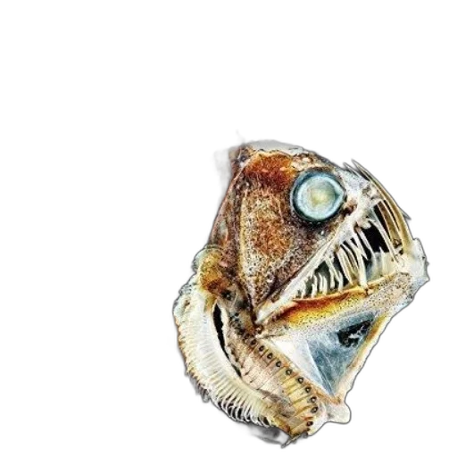 jewelry, mask, creature, animal transparent PNG cut-out