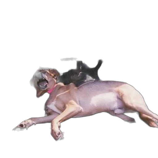 animal, creature, dragon, weapon transparent PNG cut-out