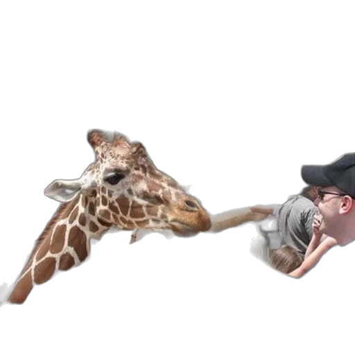 animal, creature, weapon, staff transparent PNG cut-out