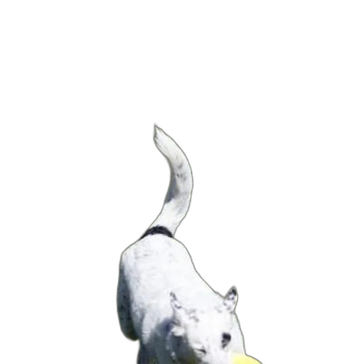 staff, animal, creature, weapon transparent PNG cut-out