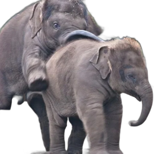 animal, staff, photorealistic, concept art transparent PNG cut-out