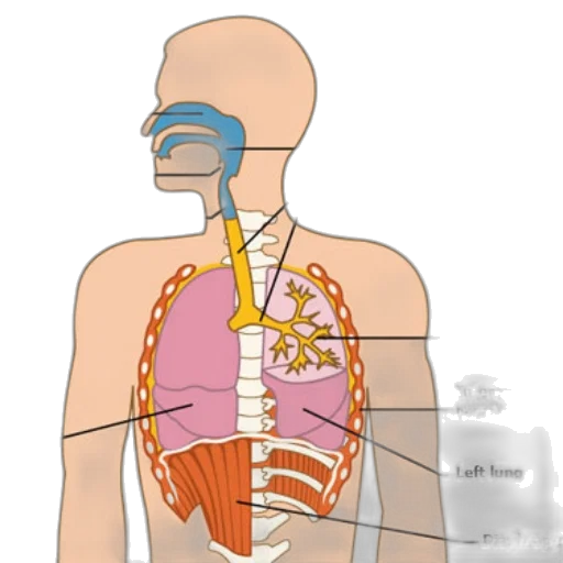 jewelry, anatomical, diagram, human transparent PNG cut-out