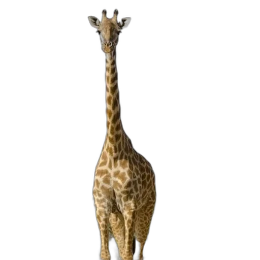 animal, creature, staff, dress transparent PNG cut-out
