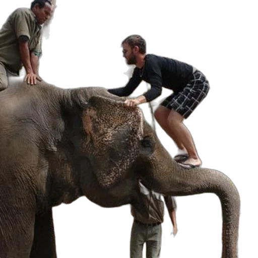 animal, creature, two, men transparent PNG cut-out