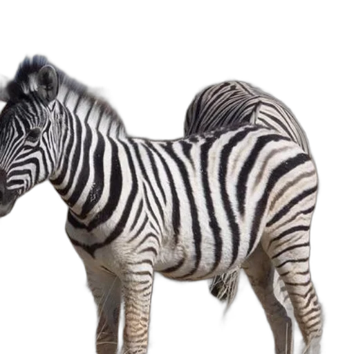animal, creature, photorealistic, 3d render transparent PNG cut-out