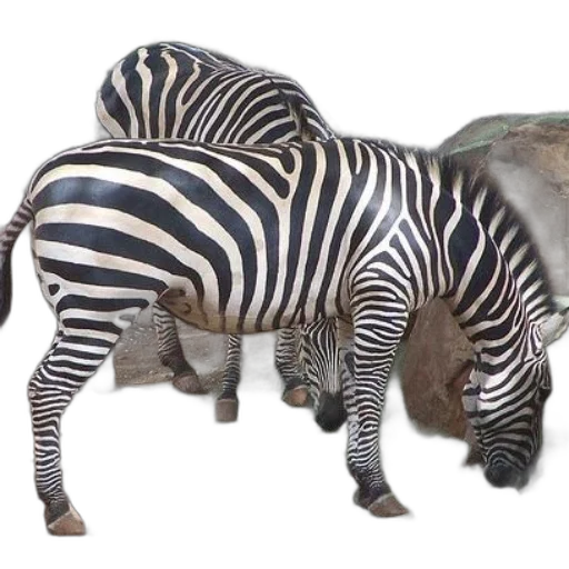 animal, creature, furniture, shoes transparent PNG cut-out