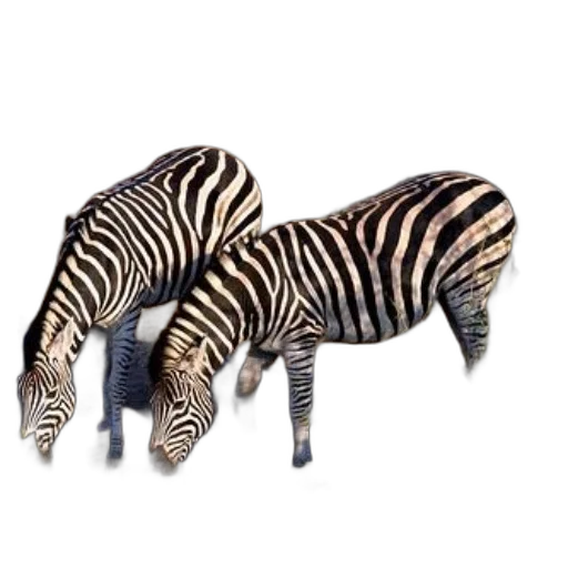 animal, furniture, shoes, creature transparent PNG cut-out