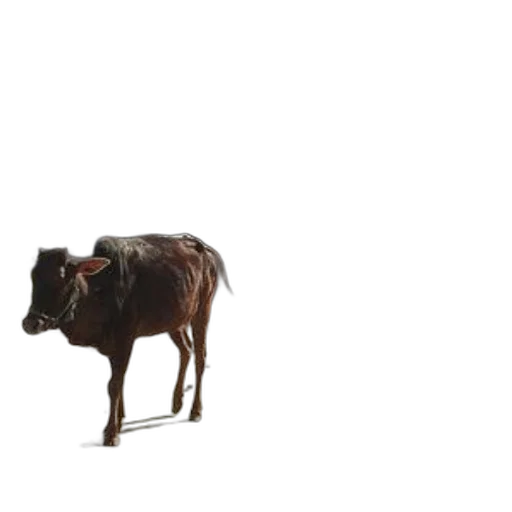 animal, creature, food, furniture transparent PNG cut-out