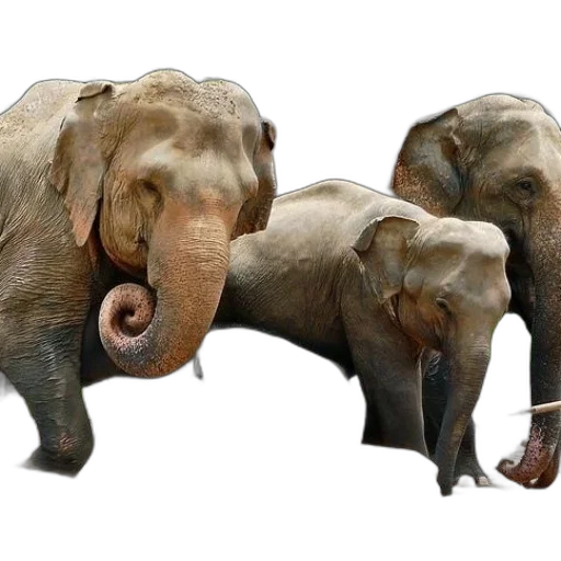 animal, creature, staff, photorealistic transparent PNG cut-out