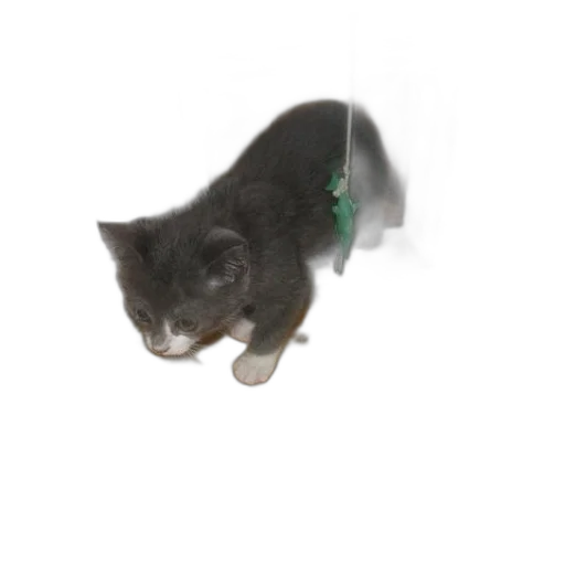 staff, animal, creature, weapon transparent PNG cut-out