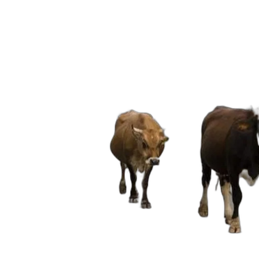 animal, concept art, 3d render, photorealistic transparent PNG cut-out