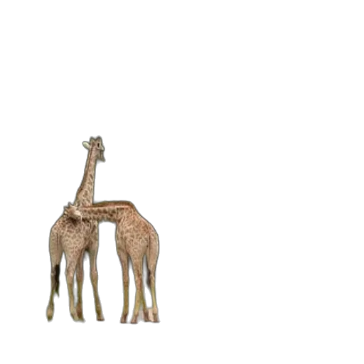 animal, creature, umbrella, hat transparent PNG cut-out