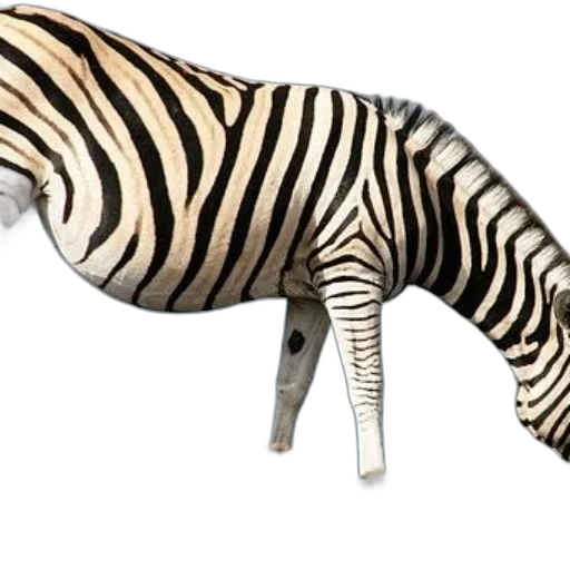 animal, staff, shoes, weapon transparent PNG cut-out