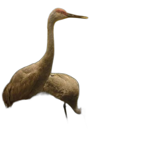 animal, creature, staff, hat transparent PNG cut-out