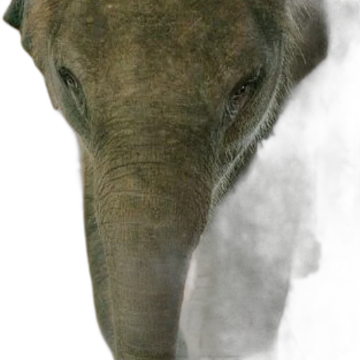 animal, creature, face, staff transparent PNG cut-out
