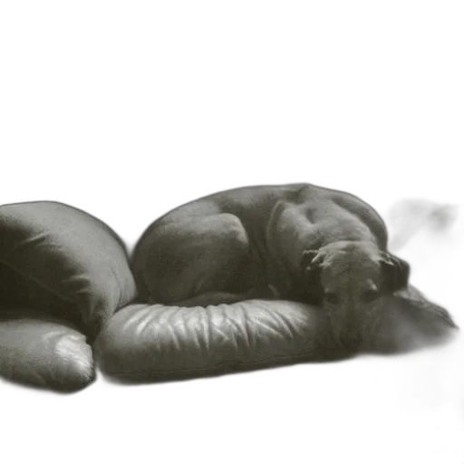 animal, creature, shoes, furniture transparent PNG cut-out