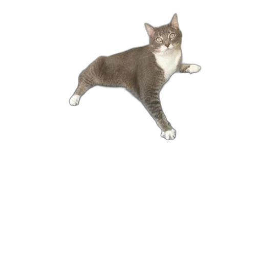 animal, staff, creature, weapon transparent PNG cut-out