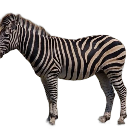 animal, creature, weapon, furniture transparent PNG cut-out