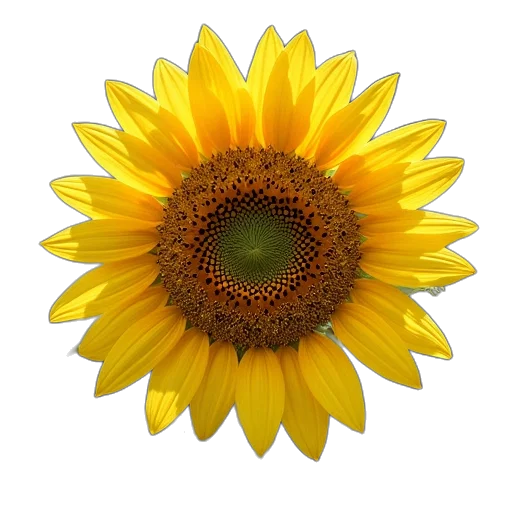 flower, crown, staff, jewelry transparent PNG cut-out