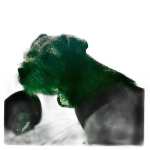 animal, creature, hair, face transparent PNG cut-out