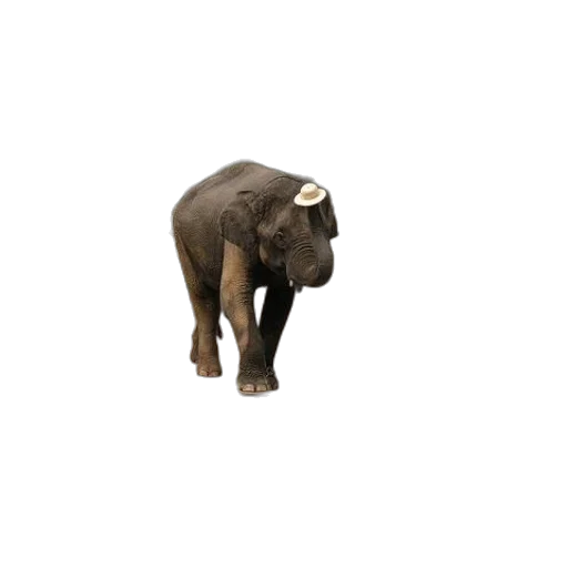 animal, creature, staff, hat transparent PNG cut-out