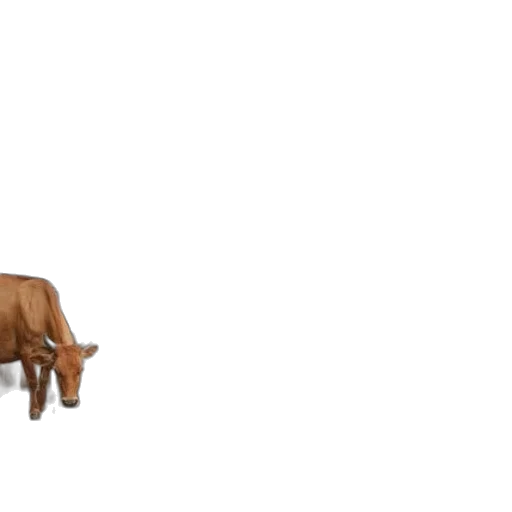 furniture, animal, creature, weapon transparent PNG cut-out