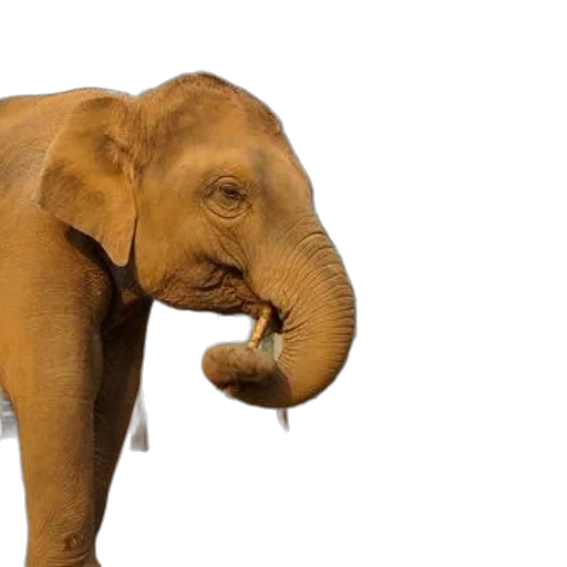 animal, creature, photorealistic, concept art transparent PNG cut-out