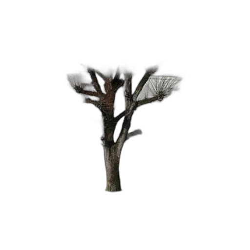 tree, crown, staff, furniture transparent PNG cut-out