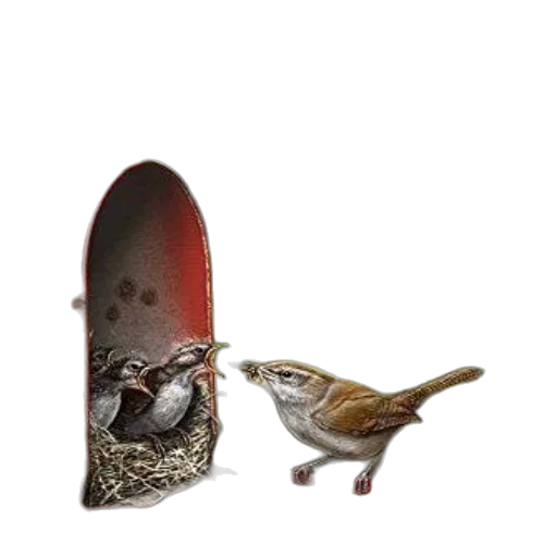 shoes, hat, animal, crown transparent PNG cut-out