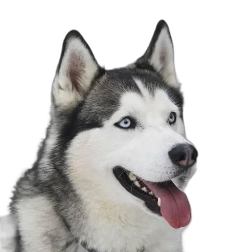 animal, face, creature, staff transparent PNG cut-out
