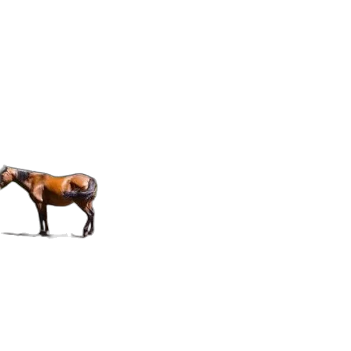 animal, furniture, creature, shoes transparent PNG cut-out