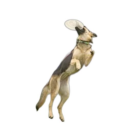 animal, hat, staff, creature transparent PNG cut-out