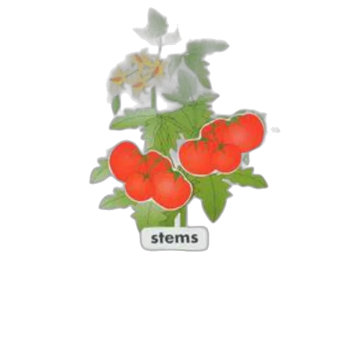 flower, jewelry, food, crown transparent PNG cut-out