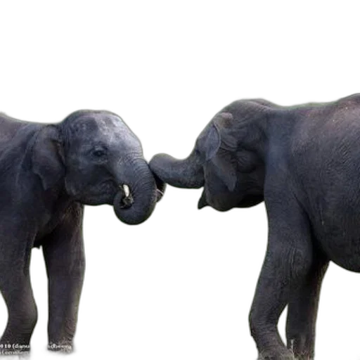 animal, two, elephants, gently transparent PNG cut-out