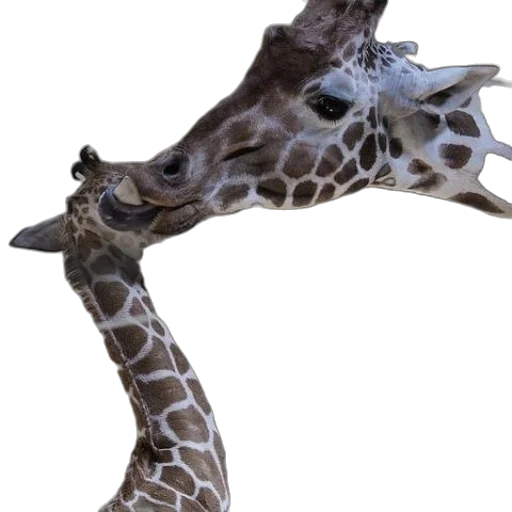 animal, creature, staff, face transparent PNG cut-out