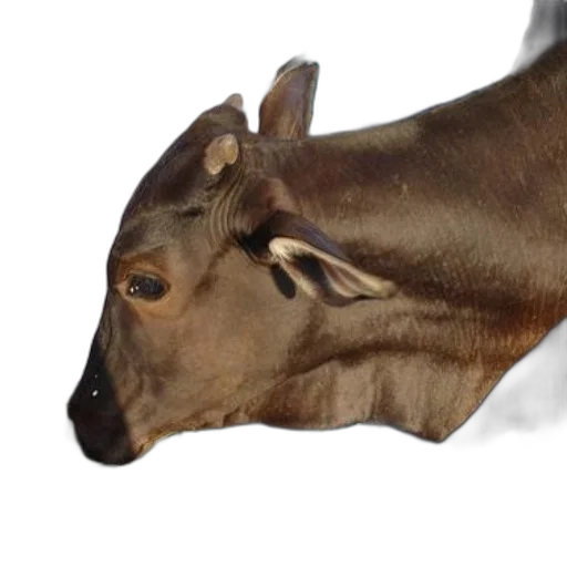 animal, creature, face, crown transparent PNG cut-out