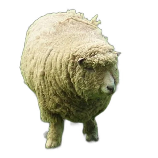 animal, creature, mask, hat transparent PNG cut-out