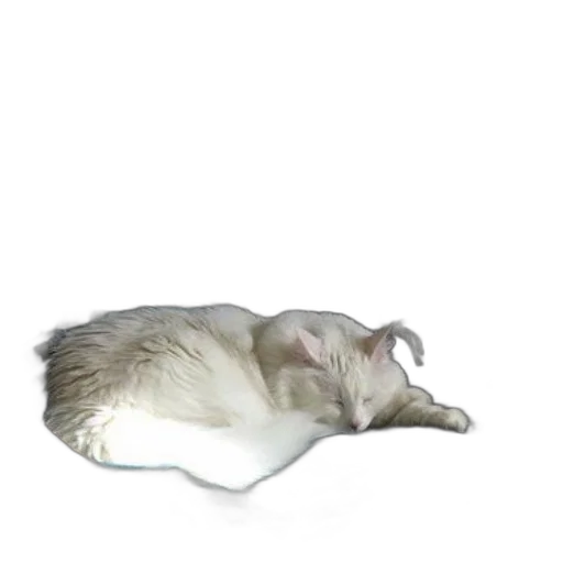 animal, creature, hair, shoes transparent PNG cut-out