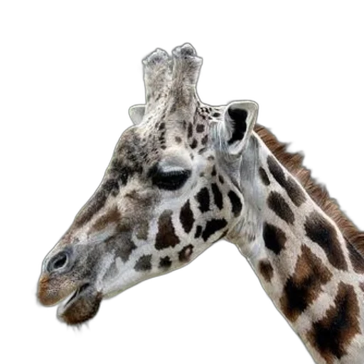 animal, creature, hat, face transparent PNG cut-out