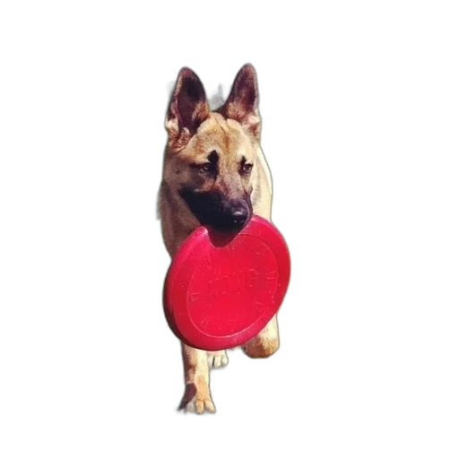 staff, animal, umbrella, weapon transparent PNG cut-out