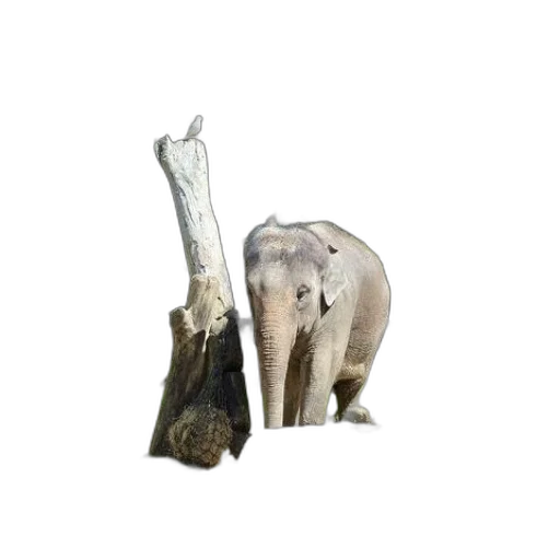 animal, staff, weapon, umbrella transparent PNG cut-out