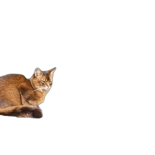 animal, creature, furniture, staff transparent PNG cut-out