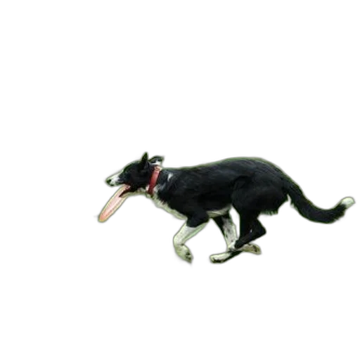 animal, creature, staff, dragon transparent PNG cut-out