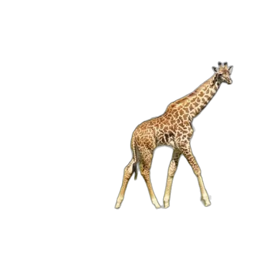 animal, creature, furniture, jewelry transparent PNG cut-out