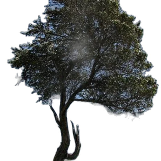 tree, crown, hair, dress transparent PNG cut-out
